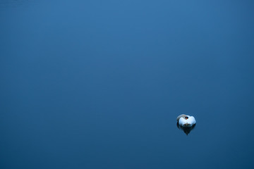 Schlafender Höckerschwan am frühen Morgen