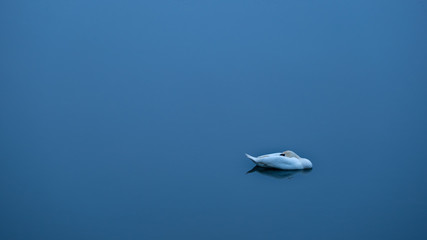 Obraz premium Schlafender Höckerschwan am frühen Morgen