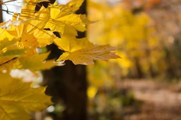 maple leaves in autumn
