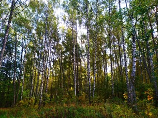 birch forest autumn. beautiful natural landscape.