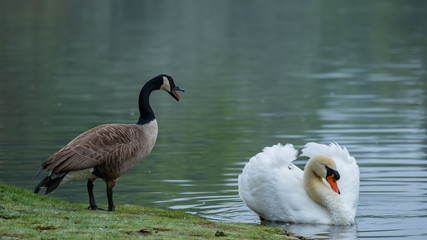 Kanadagans und Höckerschwan