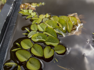 Salvinia molesta in a Tank
