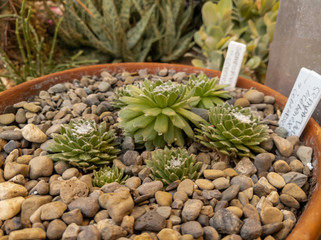 Succulents in a Pot