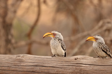 birds africa