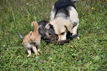 Big dog and small cat eat milk together