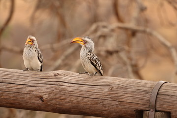african bird