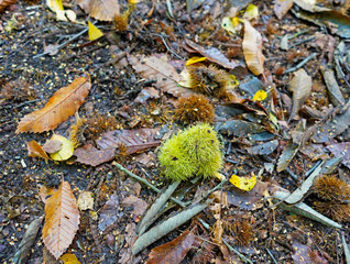 Green chestnut and autumn leaves on the ground 