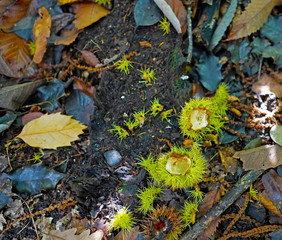Green opened chestnut husk and autumn leaves on the ground, Kent, England