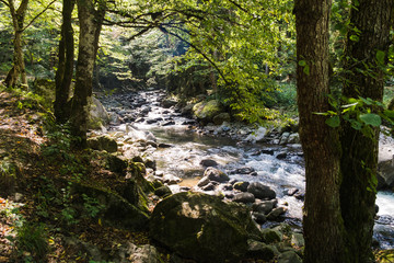 view of the mountain river in the forest