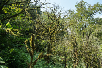 tree with moss on roots in a green forest or moss on tree trunk