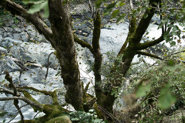 trees near the mountain river