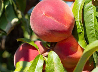 Fresh peaches on a branch. Ripe peaches in the garden. Fruit close-up.