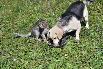 Big dog and small cat eat milk together