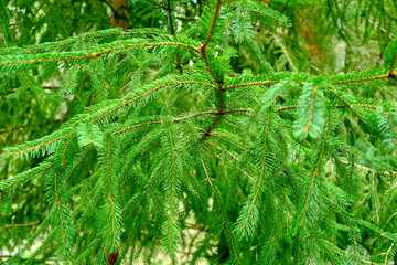 Branches de sapin avec longues aiguilles vertes.