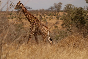 giraffe walking