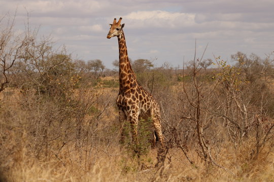 girafa africana