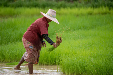 The farmer is planting rice At a rice field in Thailand