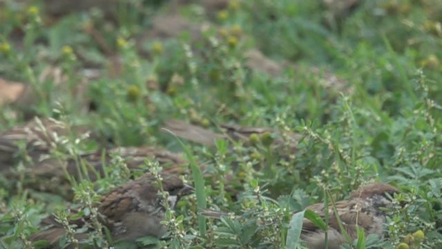 A flock of sparrows (Tree sparrow, Passer montanus) feeds on seeds of field grasses (Sparrow-tongue, Polygonum aviculare) in late summer. Super slow motion 1000 fps