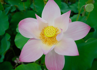 Beautiful lotus flower in blooming in pond at daytime, Summer flowers in Taiwan. The symbol of the Buddha, Thailand.