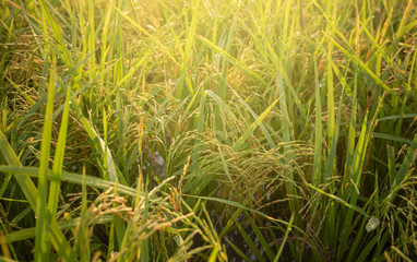 Fototapeta premium Green rice plants in the fields