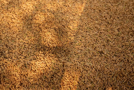Golden brown paddy rice from Top View