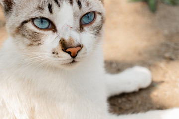 Cat, animals, pets, feline, cute