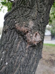 Fototapeta premium trunk of a tree