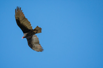 turkey vulture flying through the air