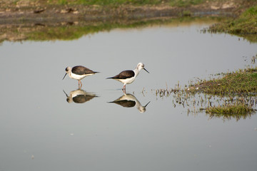 ducks on lake