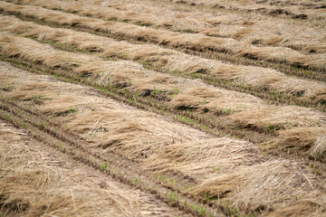 A rice field after the harvest     