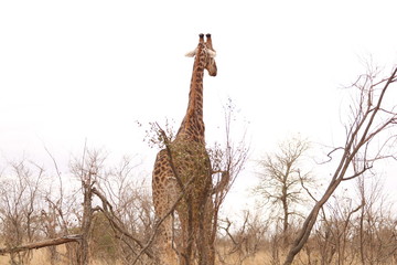 south african giraffe