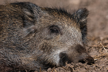 Wildschwein (Sus scrofa)