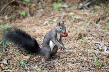 Korean squirrels sitting on the floor and biting their chestnuts  