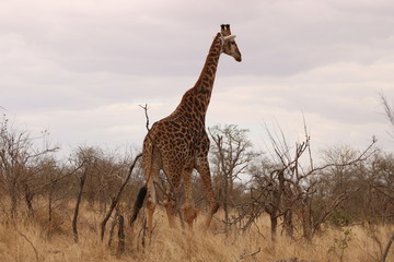 Obraz premium african giraffe
