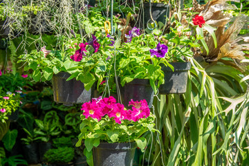 Brightly colored flowers and plants in hanging flower pots.