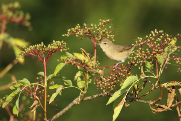 fauvette des jardins