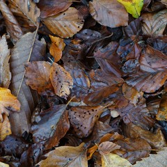 Feuilles