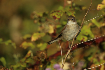 fauvette des jardins
