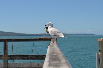 seagull stands on a wooden plank at the harbour