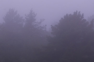 Spruces in white morning fog.