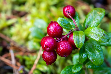 Lingonberries covered in dew in an autumn forest