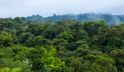 Fototapeta na wymiar Cloud forest, Sarapiqui Region, Costa Rica, Central America, America