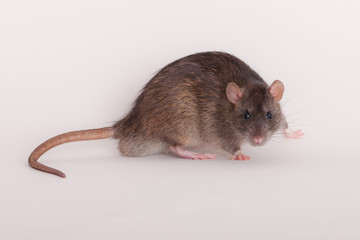 portrait of a brown domestic rat