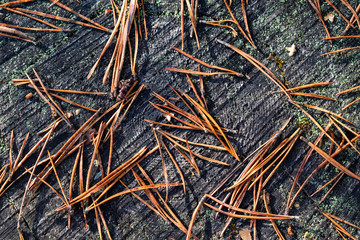 Pine needs on a old tree stump