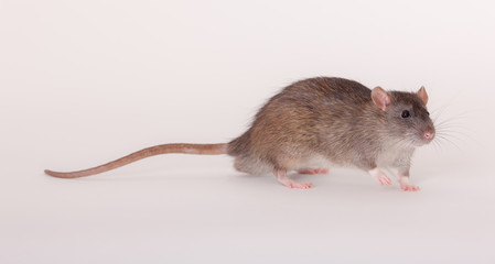 portrait of a brown domestic rat