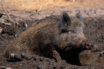 Wildschwein (Sus scrofa)