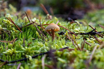 Single tiny mushroom on the mossy forest floor