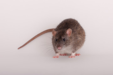 brown domestic rat closeup
