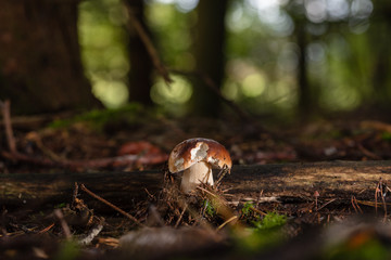 Steinpilz (Herrenpilz) im Herbst