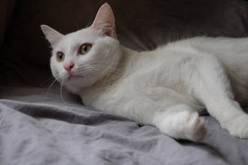 close up one pure white cat lying on gray bed sheet under daylight. Dark background